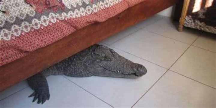 crocodile-under-bed-2 (100 x 76)