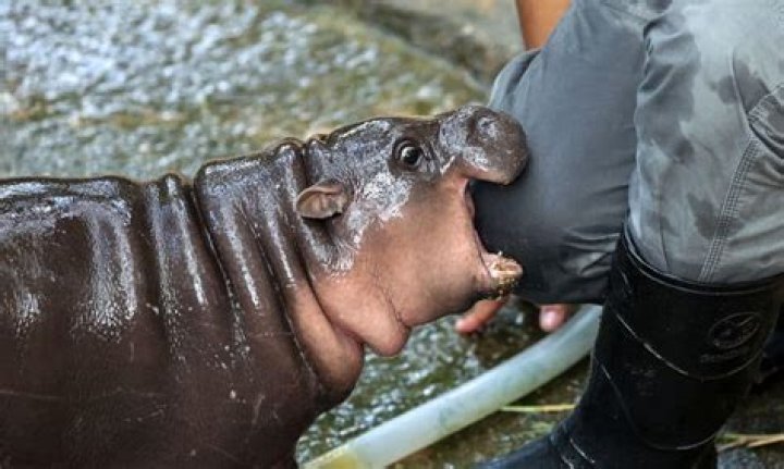 How do hippos get rid of waste