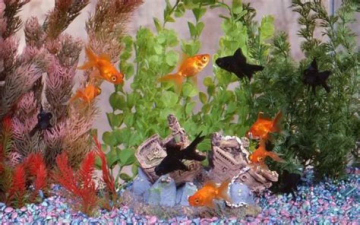 How many goldfish in a 5 gallon tank