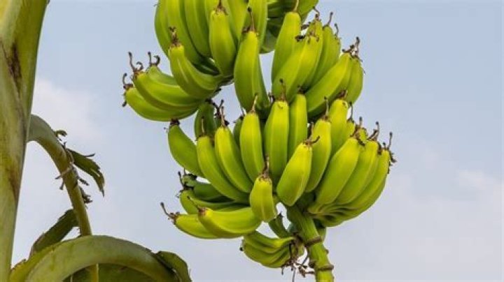 How often do banana trees produce fruit