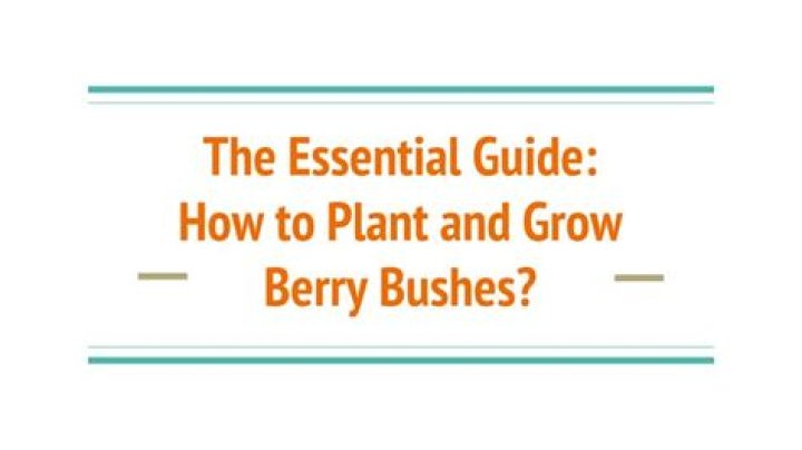 How to grow berry bushes don t starve
