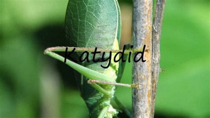 How to pronounce katydid