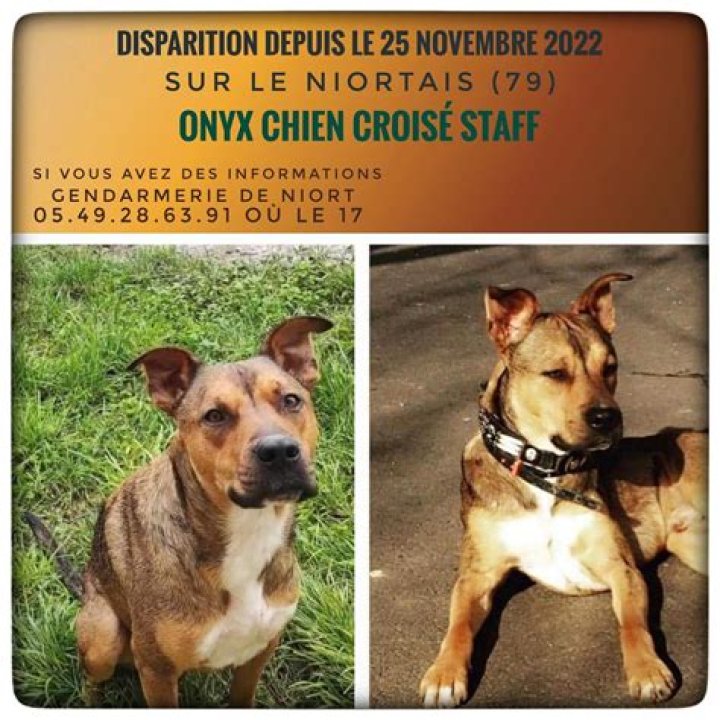 Onyx Chien Leslie Et Kevin Retrouvé Mort