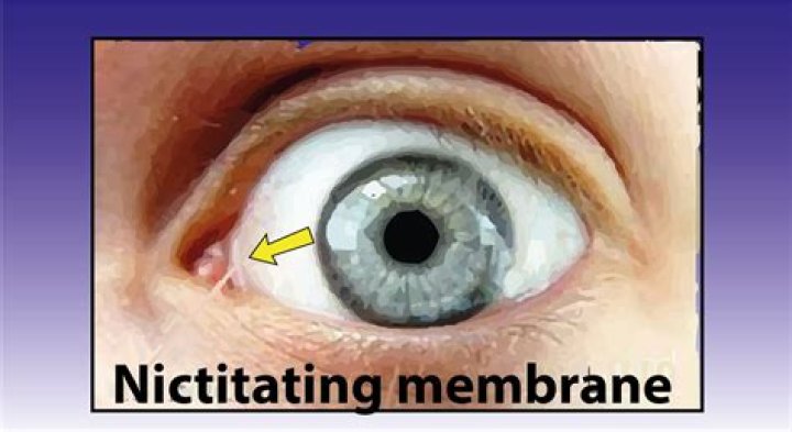 What function does the nictitating membrane perform
