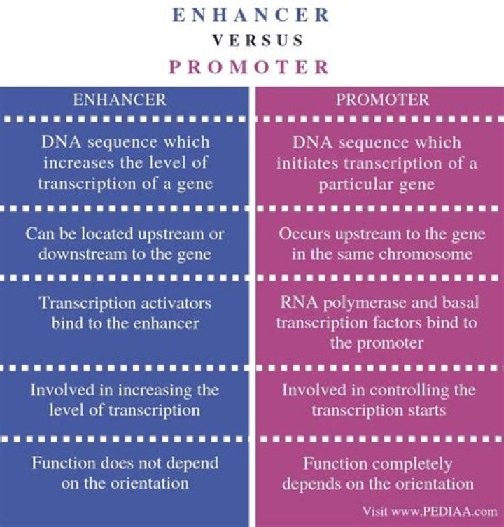 What is the Difference Between Enhancer and Promoter